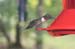 Hummingbird at backyard feeder
