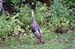 Wild turkey at edge of back lawn