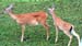 Deer and fawn visiting backyard feeder